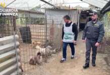 VIDEO & FOTO/ Scoperto e sequestrato allevamento abusivo di cani nel Napoletano