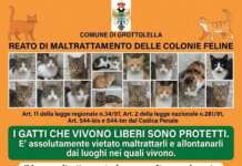 “Colonie Feline”: presidio per la salvaguardia di gatti randagi