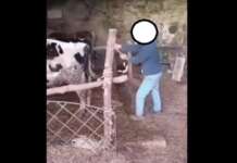 VIDEO/ Colpi di forcone sulla schiena della mucca: Rizzi nel Sannio a caccia dell’allevatore