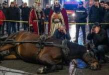 Cavallo muore durante la Cavalcata dei Re Magi, Zabatta: “Aggiorneremo la legge regionale con regole precise”