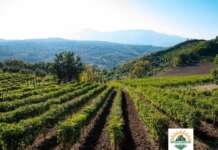 “No al biodigestore, Irpinia terra che non va compromessa”