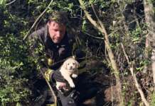 Quattro cuccioli intrappolati in un tunnel: salvati dai vigili del fuoco