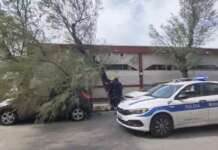 Salerno, vento forte: cade albero a Mercatello