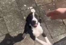 Ancora un cane abbandonato nella stessa zona: si teme che qualcuno si stia liberando di una cucciolata