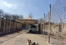 “Canile, trasferimento degli animali necessario”: il Sindaco chiarisce