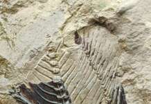 Monte San Giacomo, ritrovata un’impronta fossile