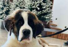 Primo premio San Bernardo Baby ad un cucciolo di Tocco Caudio