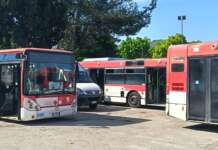 Tpl Benevento, ancora una proroga per Trotta Bus: resta il nodo degli stalli blu
