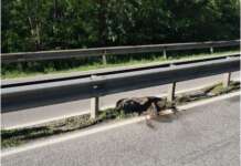 Carcassa di un cinghiale in strada: i residenti chiedono la rimozione