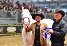 La Scuderia Top America di Vito Marotta di Agropoli conquista un prestigioso premio nazionale