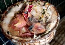 Oltre 80 volatili nascosti in uno stabile: sequestrate specie protette, scatta la denuncia