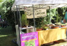 Benevento in Fiore, replica alle polemiche: “Solo falsità sulla Villa comunale”
