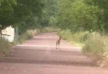 VIDEO/ L’incontro che non ti aspetti: cucciolo di cerbiatto sulla pista ciclabile