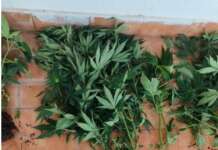 Blitz in provincia, coltivava 101 piante di marijuana: denunciato