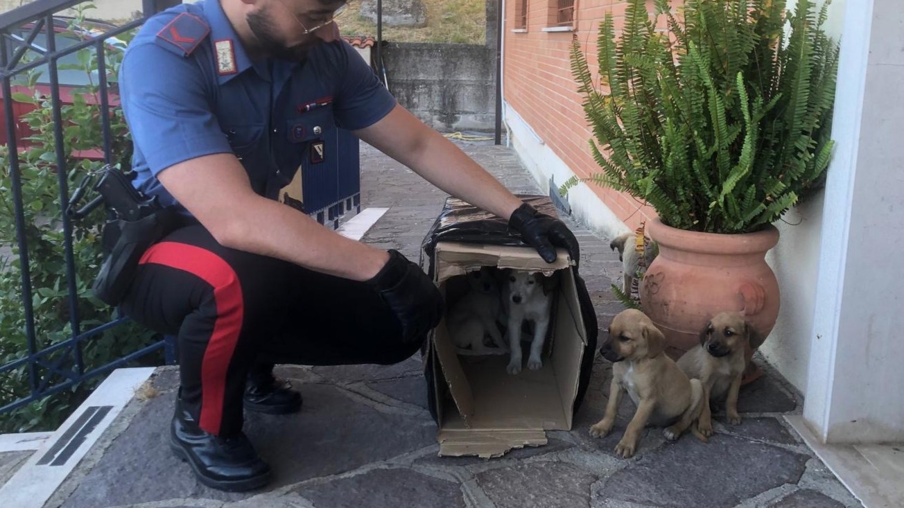cuccioli abbandonati in uno scatolone salvati dai carabinieri da Anteprima24.it cuccioli abbandonati in uno scatolone salvati dai carabinieri
