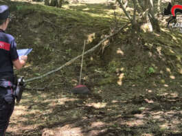 Castagneto trasformato con mezzi meccanici: intervento dei Forestali