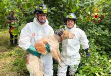 Cane caduto nel torrente: i Vigili del Fuoco gli salvano la vita