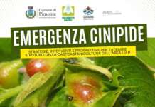 Emergenza cinipide: quale futuro per la castanicoltura dei Monti Lattari?