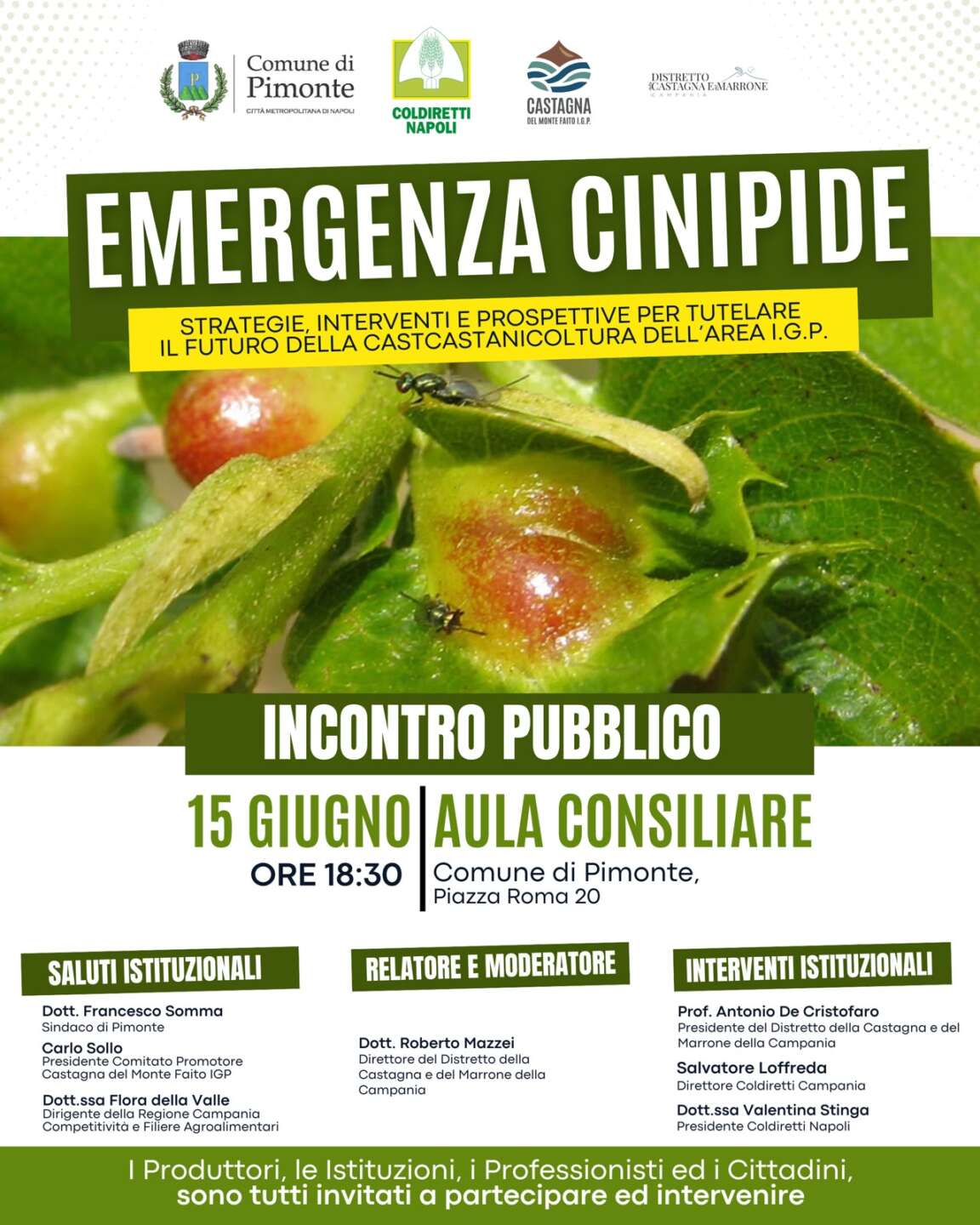 emergenza cinipide quale futuro per la castanicoltura dei monti lattari da Anteprima24.it emergenza cinipide quale futuro per la castanicoltura dei monti lattari