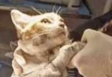 L’atroce morte di gatto Leone, Aidaa assume criminologo per scovare torturatore