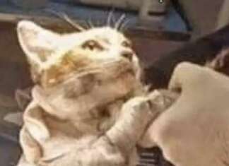 L’atroce morte di gatto Leone, Aidaa assume criminologo per scovare torturatore