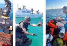 Bracconaggio, istituzioni e volontari insieme per la tutela del mare
