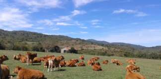 Coldiretti Campania: via libera agli indennizzi nelle zone interessata dalle Pratiche Locali Tradizionali
