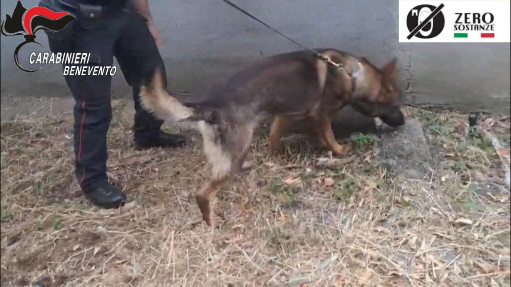 Cane antidroga, Carabinieri