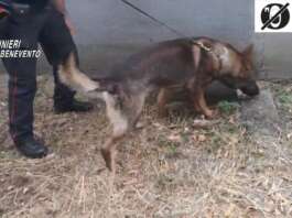 Benevento, blitz antidroga: denunciato 42enne Cane antidroga, Carabinieri