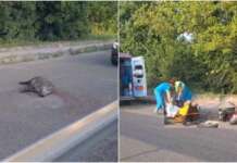 Moto contro un cinghiale: centauro ferito, animale morto nell’impatto