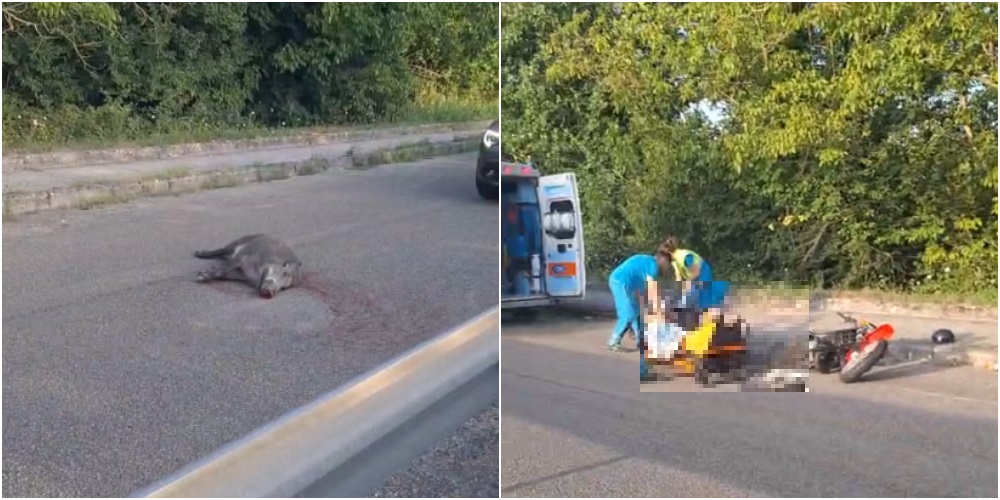 moto contro un cinghiale centauro ferito animale morto nell8217impatto da Anteprima24.it moto contro un cinghiale centauro ferito animale morto nell8217impatto