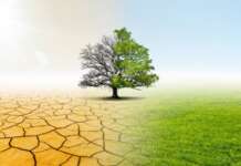 Caldo, Cia Campania: “Più alberi per abbassare la temperatura delle città. Il verde è un’infrastruttura, non un costo”