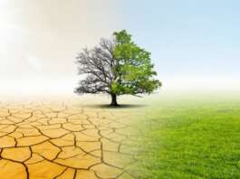 Caldo, Cia Campania: “Più alberi per abbassare la temperatura delle città. Il verde è un’infrastruttura, non un costo”