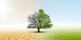 Caldo, Cia Campania: “Più alberi per abbassare la temperatura delle città. Il verde è un’infrastruttura, non un costo”