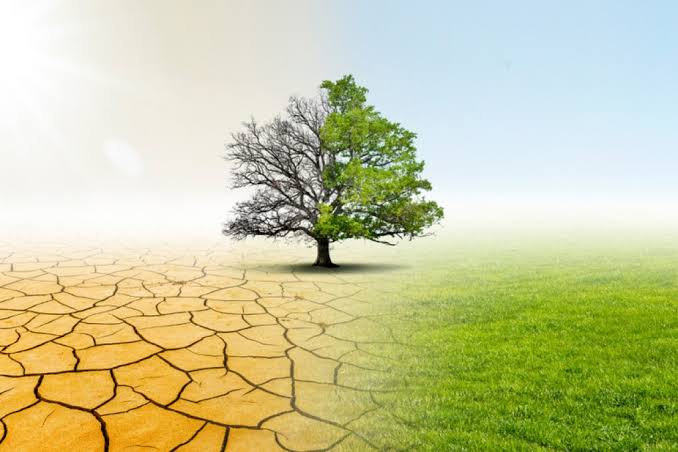 caldo cia campania pi249 alberi per abbassare la temperatura delle citt224 il verde 232 un8217infrastruttura non un costo da Anteprima24.it caldo cia campania pi249 alberi per abbassare la temperatura delle citt224 il verde 232 un8217infrastruttura non un costo