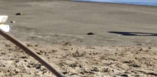 VIDEO/ Evacuata la spiaggia di Mercatello: ritrovato ordigno bellico