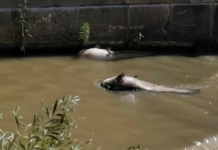 Fiume Calore, schiuma bianca e pesci morti: “È un ecocidio”. Il caso finisce in Parlamento