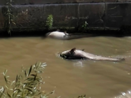 Fiume Calore, schiuma bianca e pesci morti: “È un ecocidio”. Il caso finisce in Parlamento