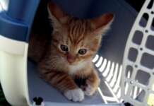 Trasporto animali in aereo: in cabina o in stiva? Guida 2026