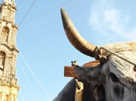 “Fermiamo l’uso degli animali, la Tirata del Carro va riconvertita”