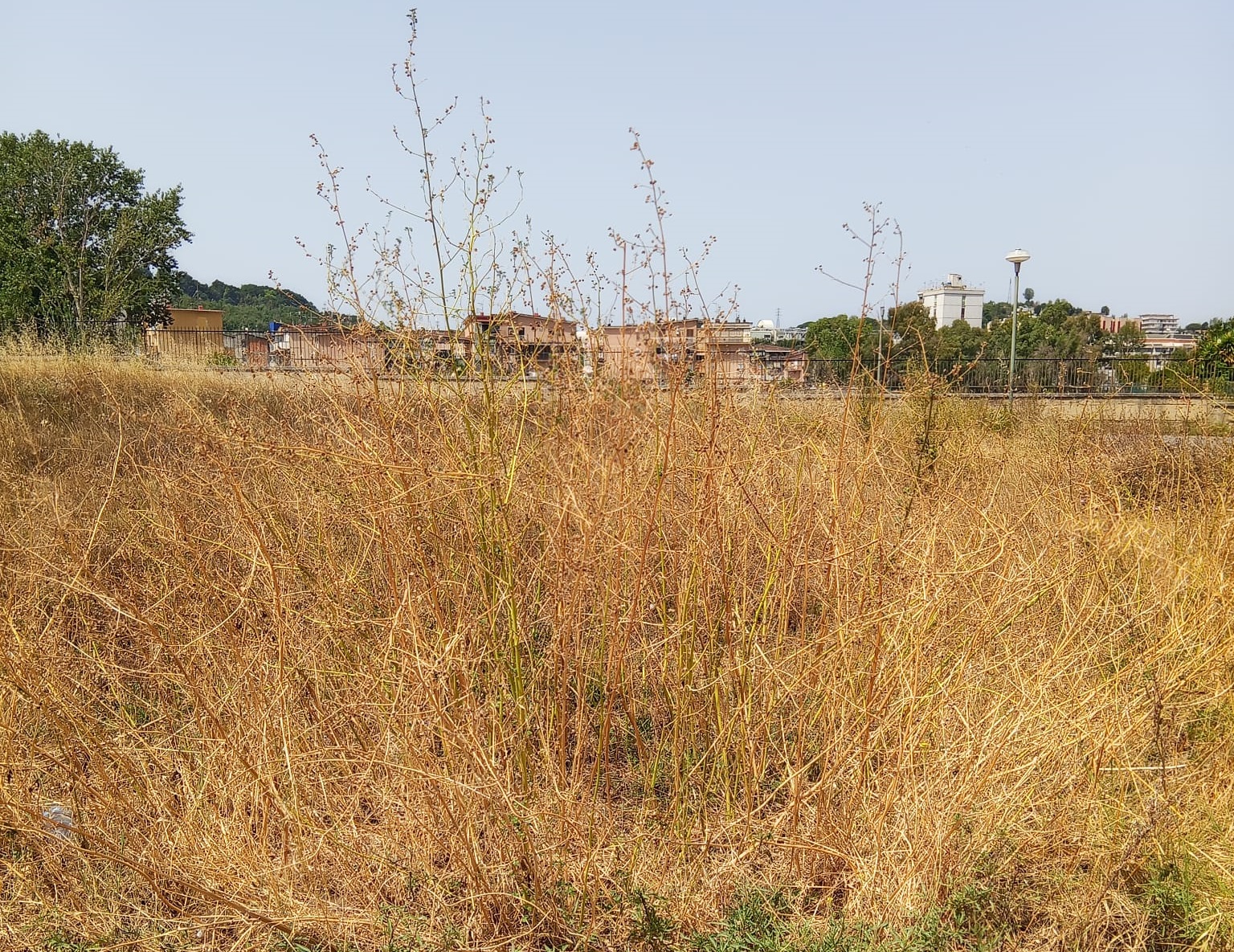 soccavo pianura sos verde abbandonato in rioni erp una savana ma servizio addebitato in bolletta da Anteprima24.it soccavo pianura sos verde abbandonato in rioni erp una savana ma servizio addebitato in bolletta