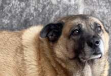 Giornata mondiale del cane, Avellino celebra il suo Sindaco Pippo