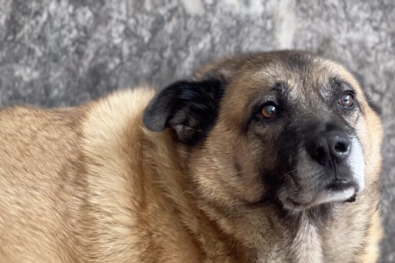 giornata mondiale del cane avellino celebra il suo sindaco pippo da Anteprima24.it giornata mondiale del cane avellino celebra il suo sindaco pippo