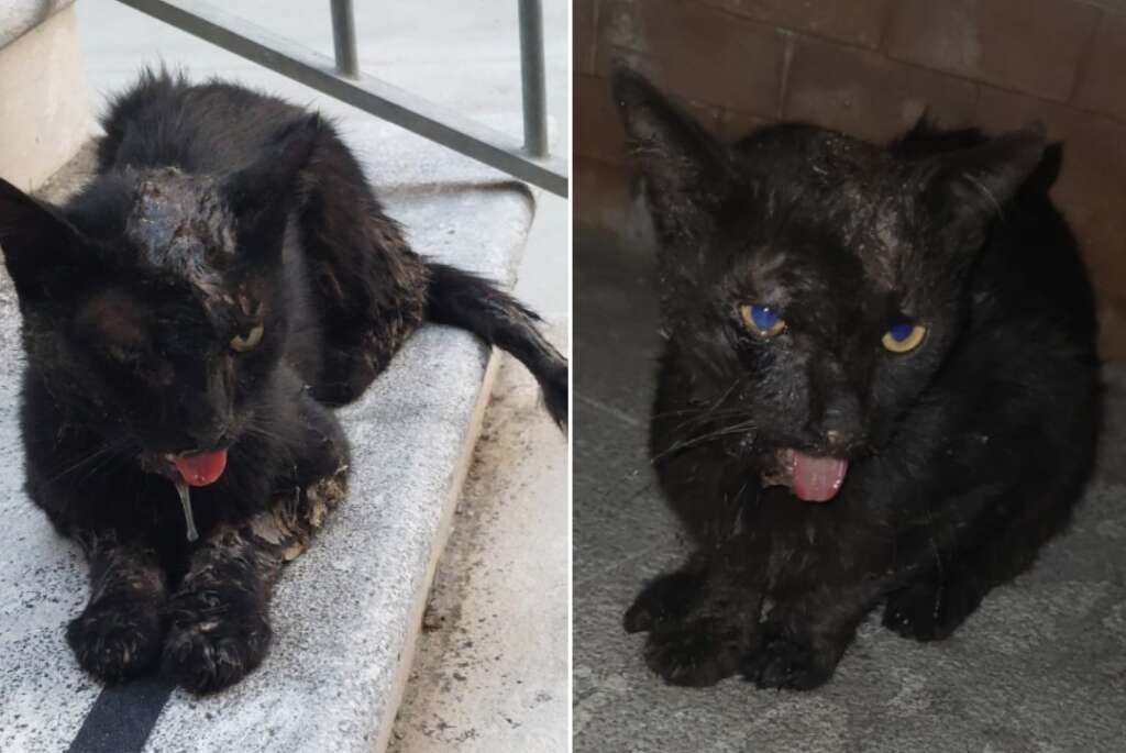 Gatto cosparso di colla a Frasso Telesino