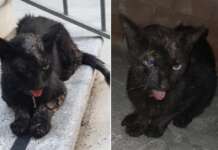 Gatto cosparso di colla, la denuncia e l’appello di LNDC Animal Protection: “Chi sa parli” Gatto cosparso di colla a Frasso Telesino