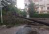 FOTO/ Vento forte e pioggia battente: alberi crollati e strade invase dai rami