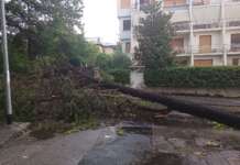 FOTO/ Vento forte e pioggia battente: alberi crollati e strade invase dai rami