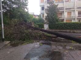 FOTO/ Vento forte e pioggia battente: alberi crollati e strade invase dai rami