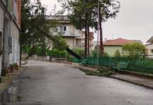 Maltempo, oltre 40 interventi dei Vigili del Fuoco: numerosi alberi a rischio crollo