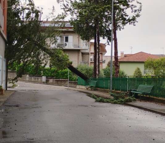 Maltempo, oltre 40 interventi dei Vigili del Fuoco: numerosi alberi a rischio crollo